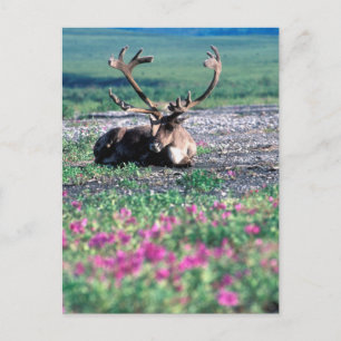 Carte Postale États-Unis, Alaska, Parc national de Denali, Carib