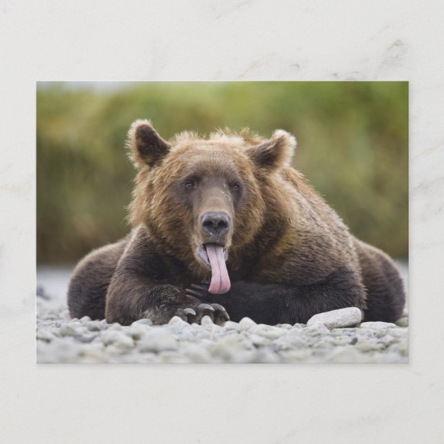 Carte Postale États-Unis, Alaska, Parc national de Katmai, baie  (Devant)