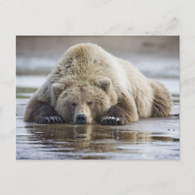 Carte Postale États-Unis, Alaska, Parc national de Katmai, Ours  (Devant)
