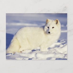Carte Postale États-Unis, Alaska. Renard arctique en pelage d'hi