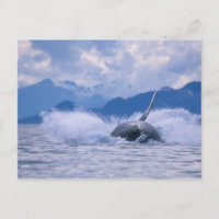 États-Unis, Alaska, Tongass National Forest, Bossu