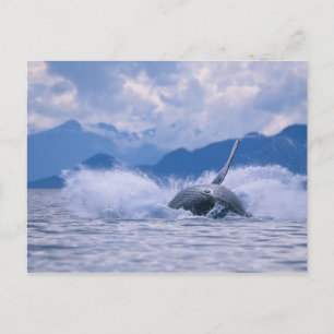 Carte Postale États-Unis, Alaska, Tongass National Forest, Bossu