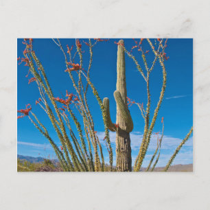 Carte Postale États-Unis, Arizona. Cactus dans le parc national 