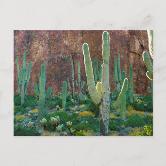 Carte Postale États-Unis, Arizona. Le Champ De Cactus Du Saguaro (Devant)