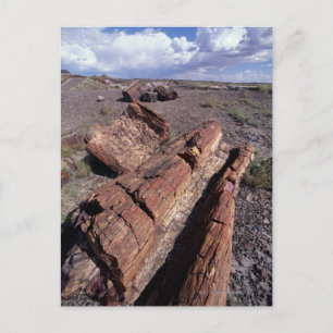 Carte Postale États-Unis, Arizona, Parc National de la Forêt Pet