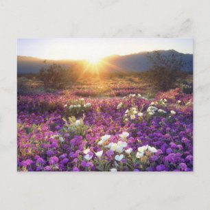 Carte Postale États-Unis, Californie, Anza-Borrego Desert State 