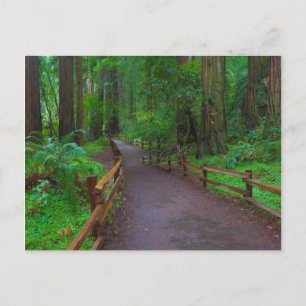 Carte Postale États-Unis, Californie. Chemin parmi les séquoias
