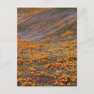 Carte Postale États-Unis, Californie, Montagnes de Tehachapi, 2