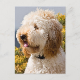 Carte Postale États-Unis, Californie. Portrait de Labradoodle 3
