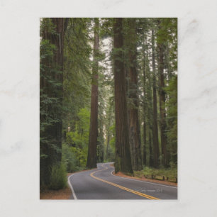 Carte Postale États-Unis, Californie, route à travers la forêt d