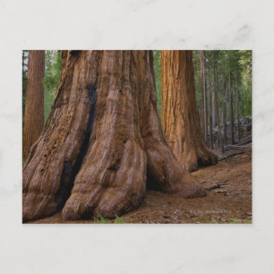 Carte Postale États-Unis, Californie, Séquoia géant