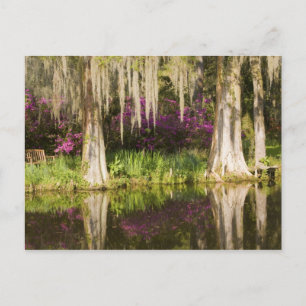 Carte Postale États-Unis, Caroline du Sud, Charleston. Cyprès