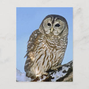 Carte Postale États-Unis, Colorado. Portrait de hibou moyen-duc 