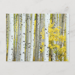 Carte Postale États-Unis, Colorado, White River National Forest,