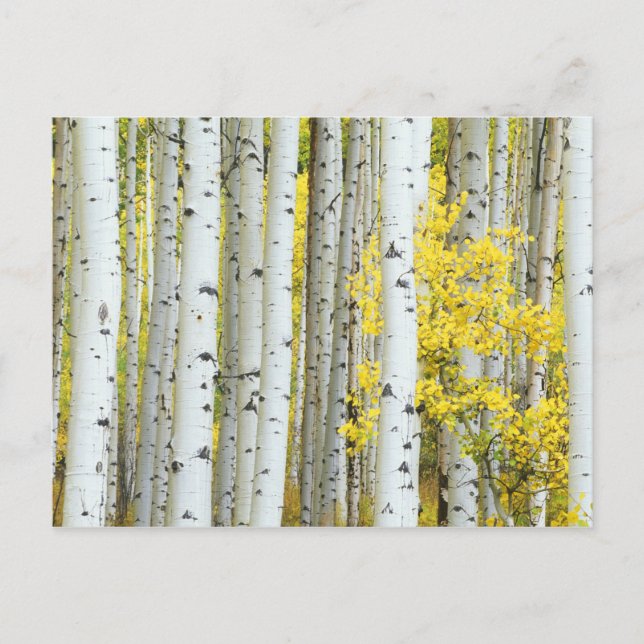 Carte Postale États-Unis, Colorado, White River National Forest, (Devant)