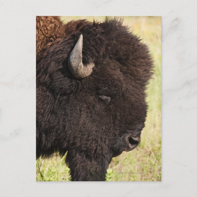 Carte Postale États-Unis, Dakota du Sud, Bison américain (Bison) (Devant)