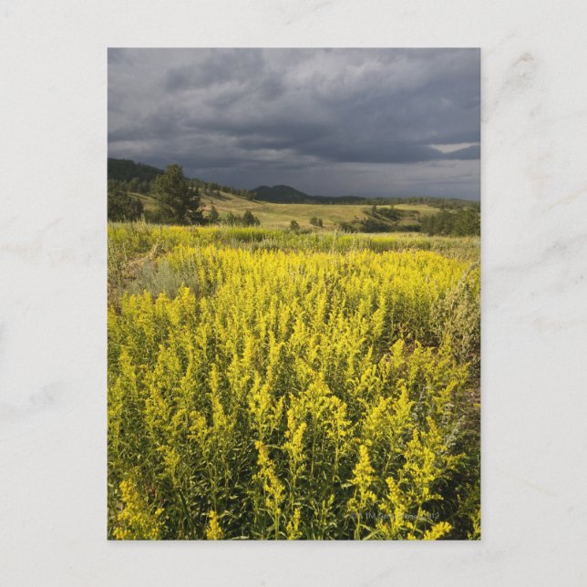 Carte Postale États-Unis, Dakota du Sud, Fleurs et tempête (Devant)