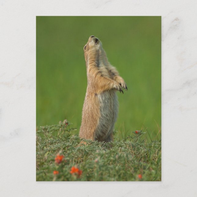 Carte Postale États-Unis, Dakota du Sud, Parc d'État de Custer (Devant)
