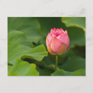 Carte Postale États-Unis, DC, Washington, Kenilworth