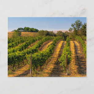 Carte Postale États-Unis, Est de Washington, Vignobles Walla Wal