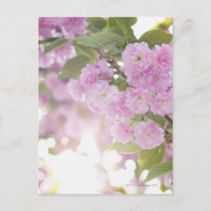 Carte Postale États-Unis, État de New York, New York City, Gros 