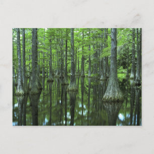 Carte Postale États-Unis, Floride, Forêt nationale d'Apalachicol