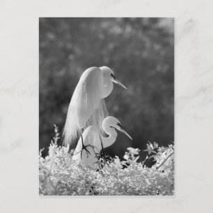 Carte Postale États-Unis, Floride, Grande Aigrette (Ardea alba) 
