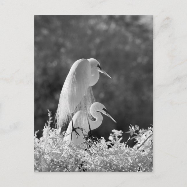 Carte Postale États-Unis, Floride, Great Egret (Ardea alba) infr (Devant)