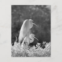 États-Unis, Floride, Great Egret (Ardea alba) infr