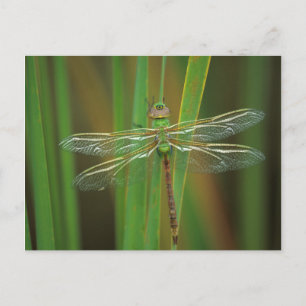 Carte Postale États-Unis, Géorgie. Libellule æschne verte sur de