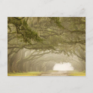 Carte Postale Etats-Unis, Géorgie, Savannah, Une conduite en chê
