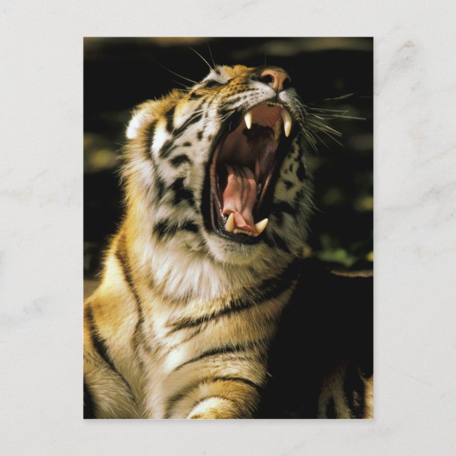 Carte Postale États-Unis, Michigan, Détroit. Zoo de Détroit, tig (Devant)