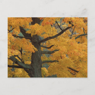 Carte Postale États-Unis, Michigan, Gros plan d'érable à sucre e