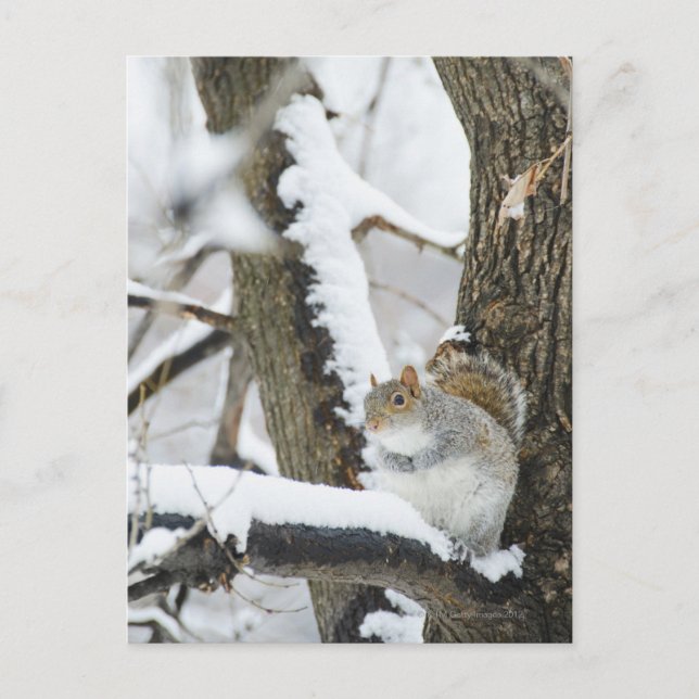 Carte Postale États-Unis, New York, New York City, l'écureuil as (Devant)