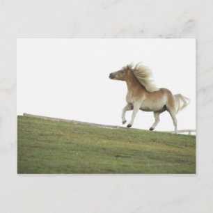 Carte Postale États-Unis, New York State, Hudson, Cheval courir