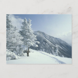 Carte Postale États-Unis, NH, arbres couverts de neige Trails Sn