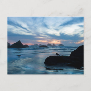 Carte Postale États-Unis, Oregon, Bandon Beach. Seagull on rock