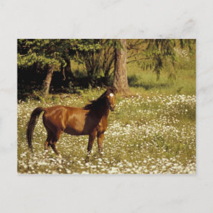 Carte Postale États-Unis, Oregon. Cheval dans un champ de pâquer