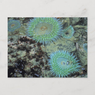 Carte Postale États-Unis, Oregon, Neptune SP. Mer aux tons de bi
