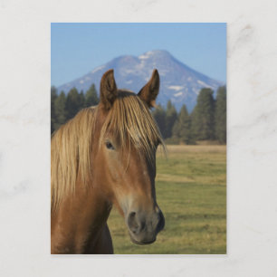 Carte Postale États-Unis, Oregon, Sœurs, vue sur Three Sisters,