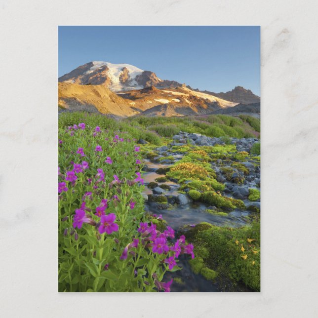 Carte Postale États-Unis, Parc national du Mont Rainier, Washing (Devant)