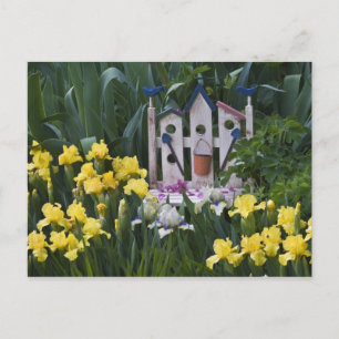 Carte Postale États-Unis, Pennsylvanie. Les iris de jardin pouss