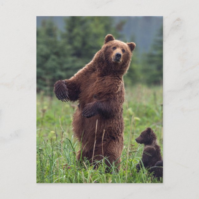 Carte Postale États-Unis, sud-est de l'Alaska, ours Brown et pet (Devant)