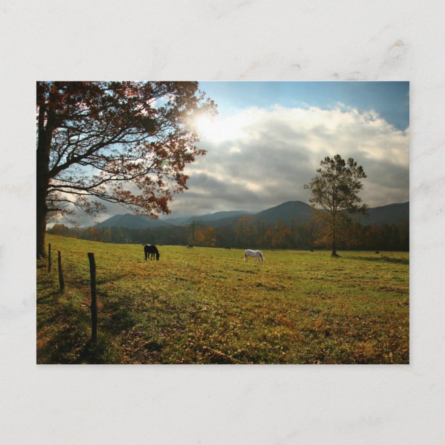 Carte Postale États-Unis, Tennessee. Horses in Cades Cove Valley (Devant)