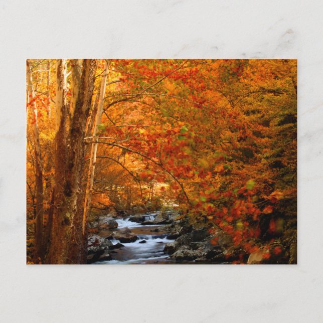 Carte Postale États-Unis, Tennessee. Rushing Mountain Creek (Devant)