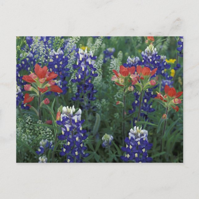Carte Postale États-Unis, Texas Hill Country. Bluebonnets et (Devant)