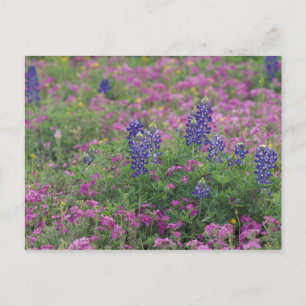 Carte Postale États-Unis, Texas Hill Country. Bluebonnets parmi 