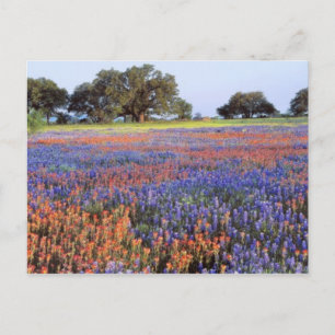 Carte Postale États-Unis, Texas, Llano. Bluebonnets et redbonnet