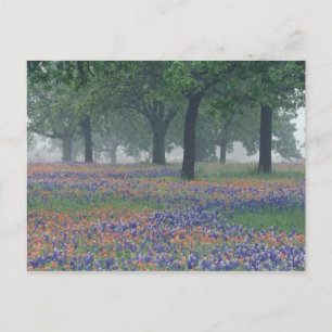 Carte Postale États-Unis, Texas, Texas Hill Country