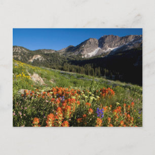 Carte Postale États-Unis, Utah, antémémoire nationale des forêts